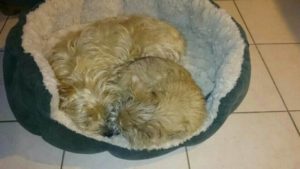 chiot cairn terrier femelle