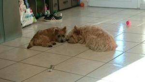 chiot cairn terrier femelle