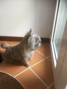 femelle cairn terrier