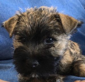 chiot cairn terrier male