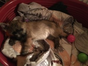 chiot cairn terrier femelle