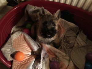 chiot cairn terrier femelle