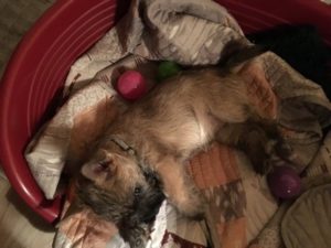 chiot cairn terrier femelle