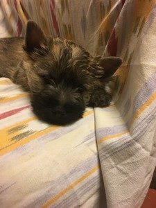chiot cairn terrier femelle