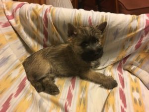 chiot cairn terrier femelle