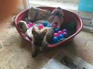 chiot cairn terrier femelle