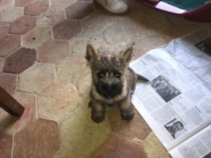 chiot cairn terrier femelle