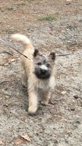 chiot cairn terrier femelle