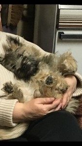chiot cairn terrier femelle