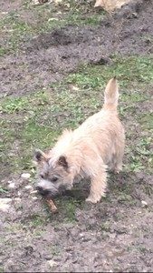 chiot cairn terrier femelle