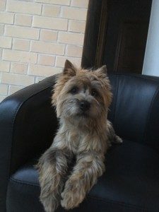 male cairn terrier