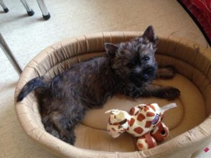 femelle cairn terrier