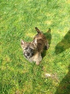 femelle cairn terrier