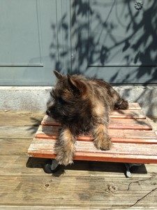 femelle cairn terrier