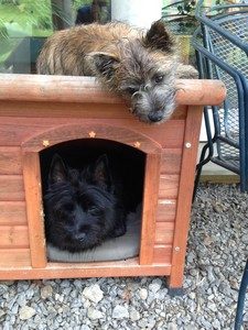 femelle cairn terrier