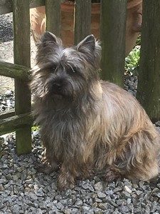 femelle cairn terrier