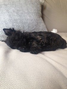 femelle cairn terrier