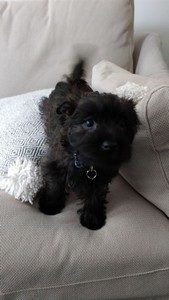 femelle cairn terrier