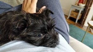femelle cairn terrier