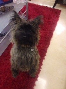 femelle cairn terrier