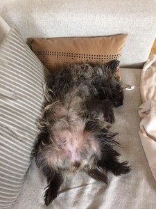 femelle cairn terrier