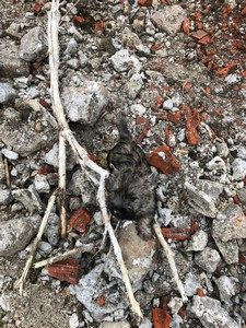 femelle cairn terrier