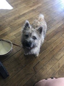 femelle cairn terrier