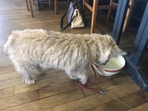 femelle cairn terrier