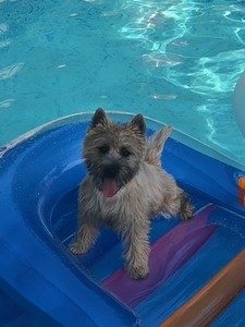 femelle cairn terrier