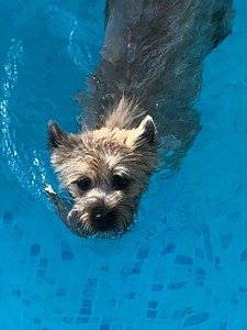 femelle cairn terrier