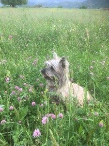 femelle cairn terrier
