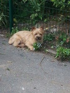 male cairn terrier