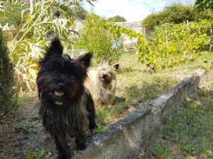 femelle cairn terrier