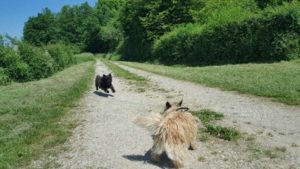 femelle cairn terrier