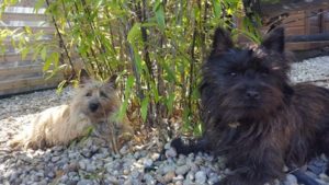 femelle cairn terrier