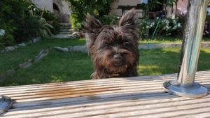 femelle cairn terrier