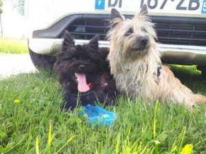 femelle cairn terrier
