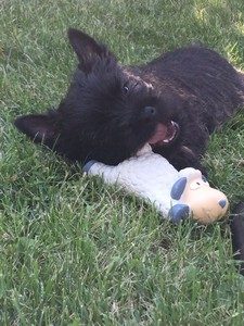 chiot cairn terrier