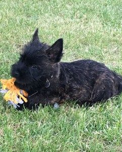 chiot cairn terrier
