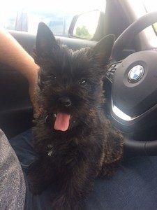 chiot cairn terrier