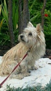 chiot cairn terrier femelle