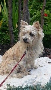 chiot cairn terrier femelle