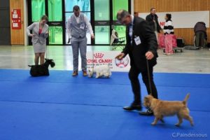 cairn terrier