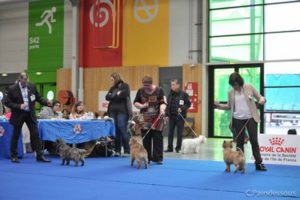 cairn terrier