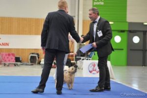 cairn terrier