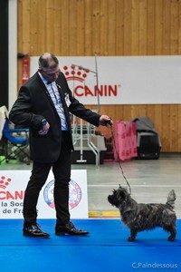 cairn terrier