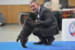 cairn terrier