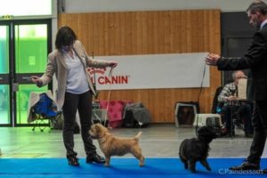 cairn terrier