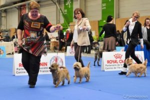 cairn terrier