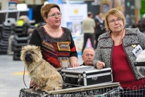 cairn terrier
